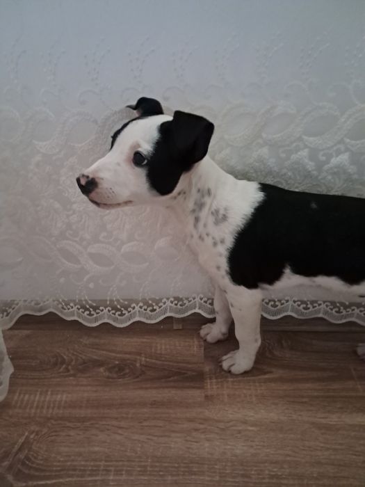 Vând caine pitbul