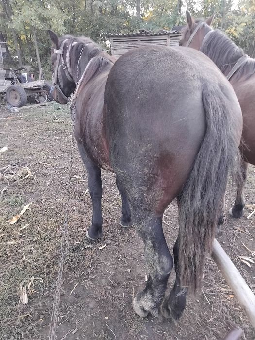 De vânzare mînz un an și 4 luni