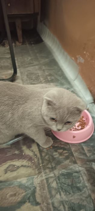 Мушуг сотилади фолд