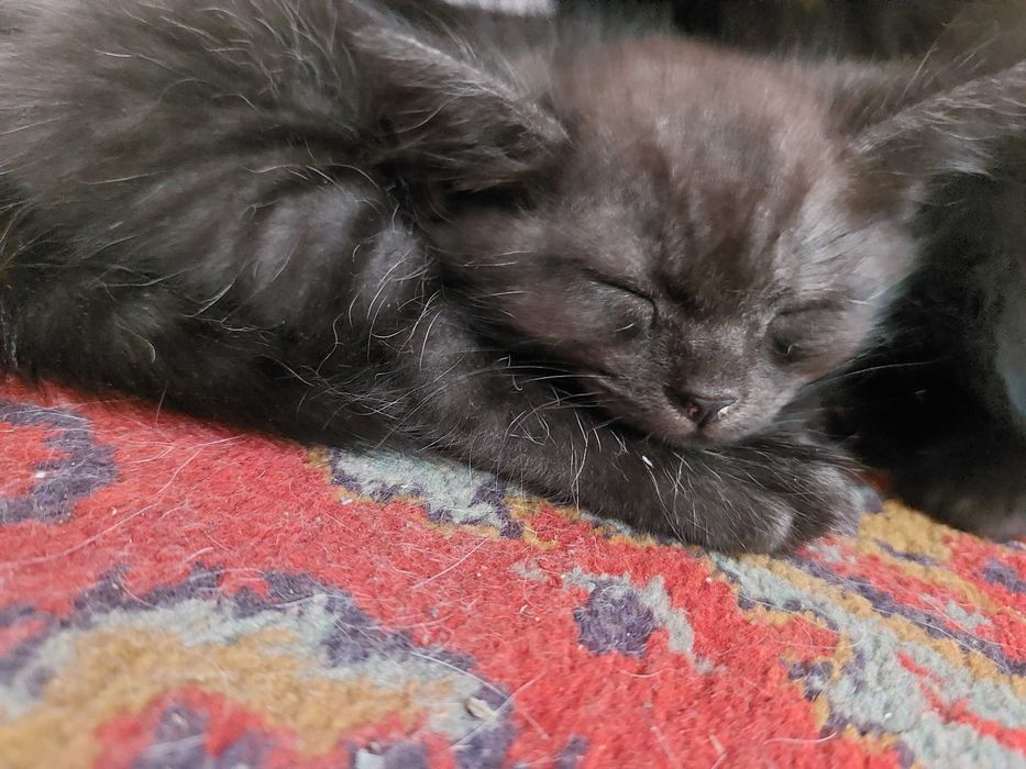 Отдам кота в добрые руки