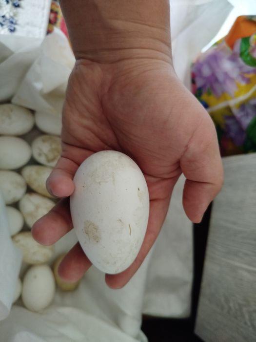 ИЯ кучинских кур