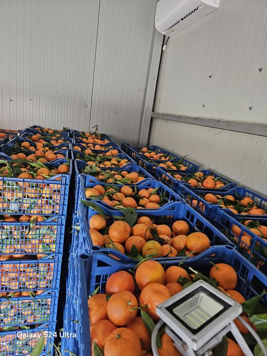 Mandarine 3lei kg          .