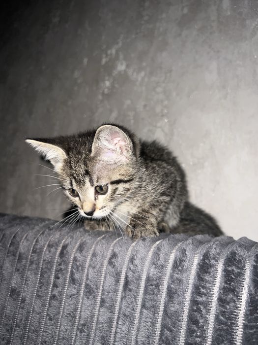 Отдаем милых котят