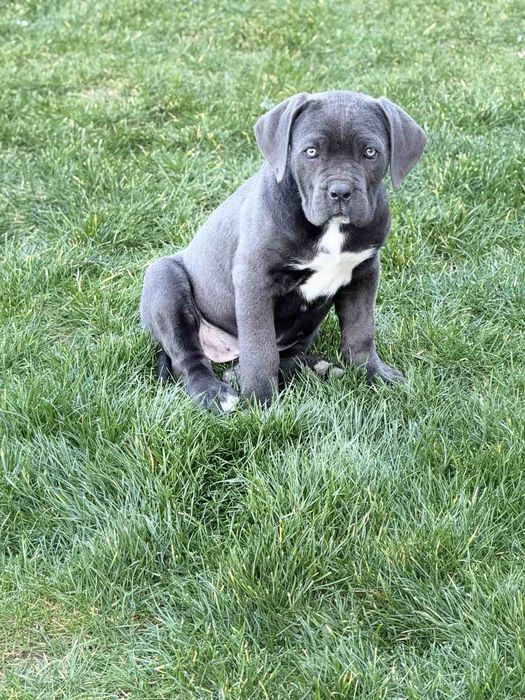 Продава се женско Кане корсо