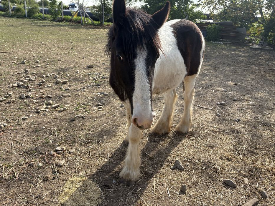 Vand manz Irish Cob(gipsy vanner)