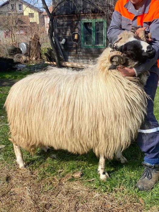 Berbec de vanzare