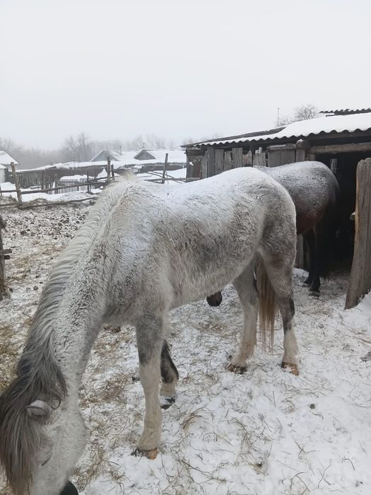 Продам Кобылу Кобылу