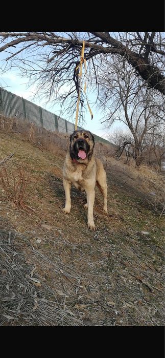 Алабай Сатылады 3 жасар