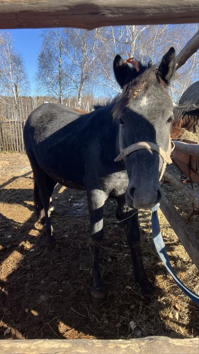 Два тая с откорма