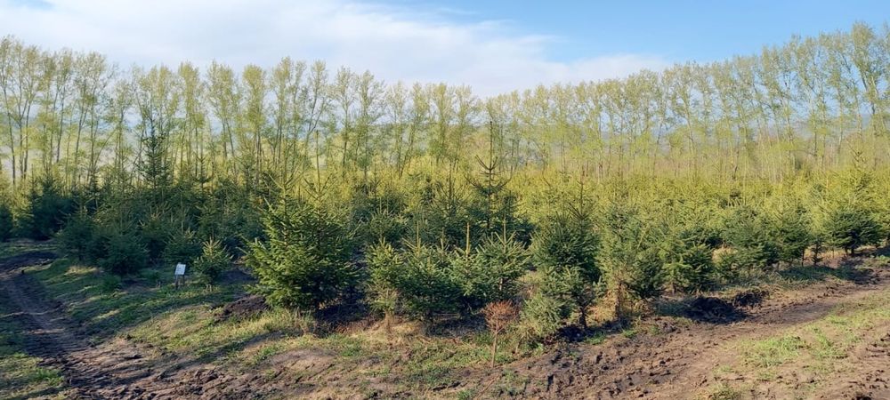 Продада деревьев и кустарников