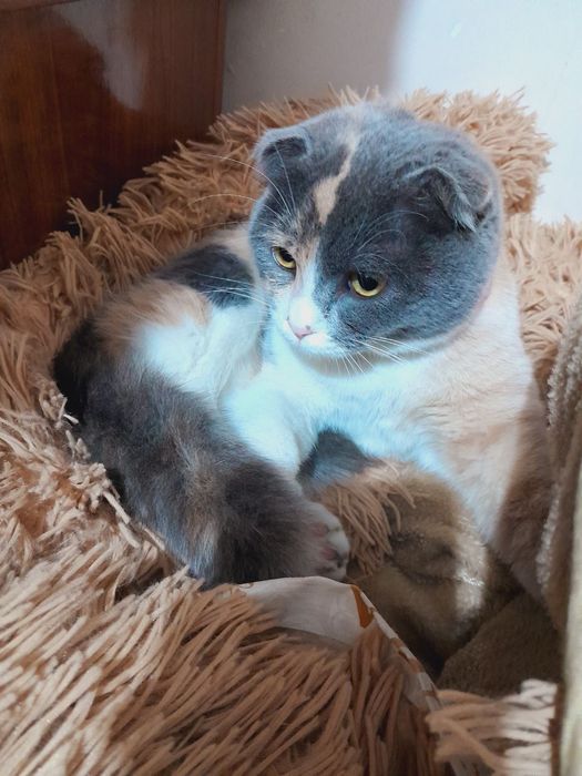 Yuvosh aqilli Mushuk