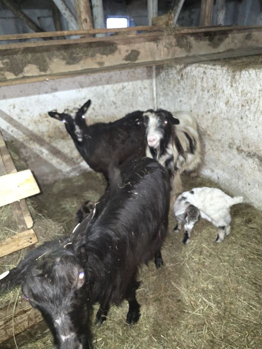 3 Capre fatate cu iedute!