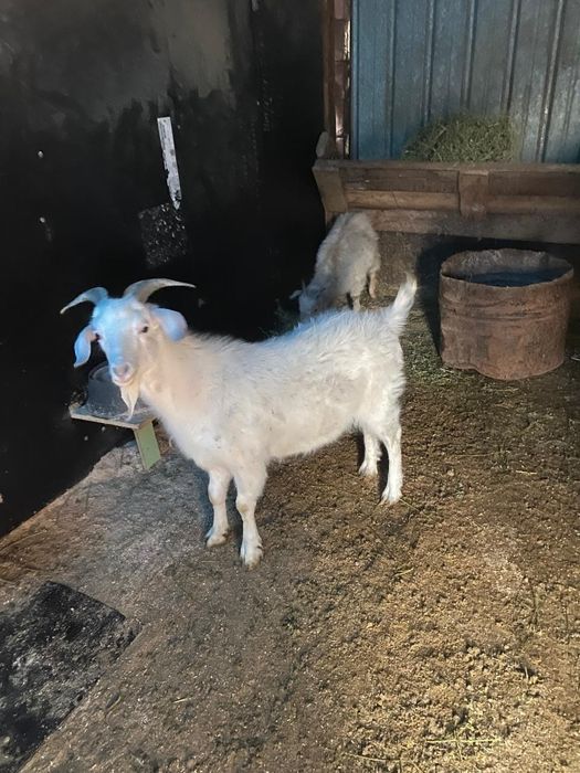 Продам козлят козёл и коза