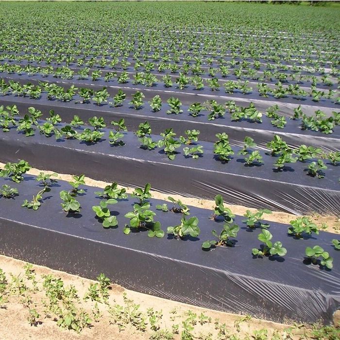 Folie Mulcire 15microni, 30 microni; Perforata sau Neperforata