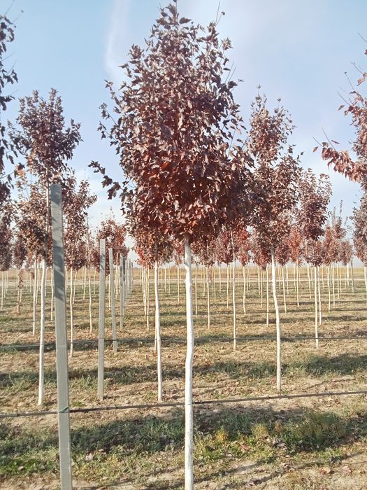 Клен краснолисный крупномер