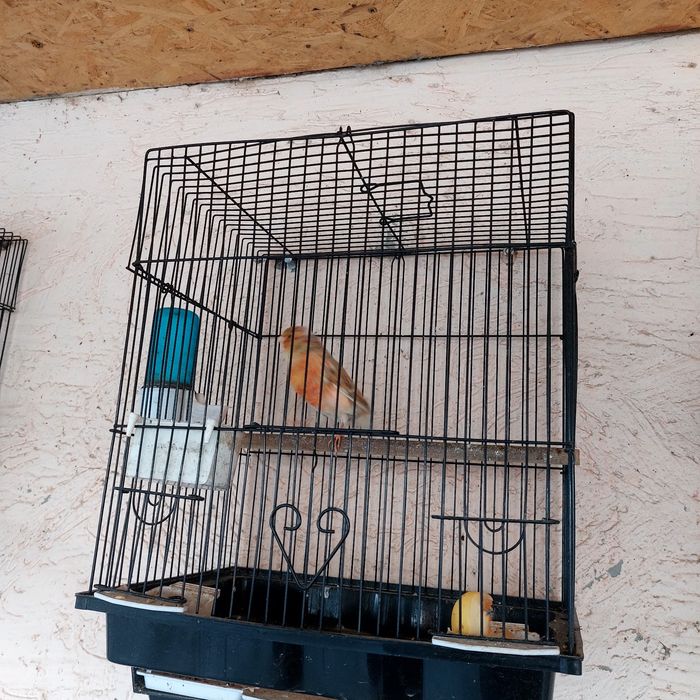 Прадётся канарейка самец