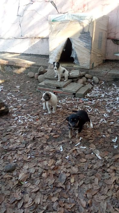 Отдам щенят бесплатно