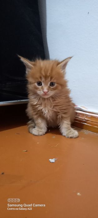 Мейн кун продажа