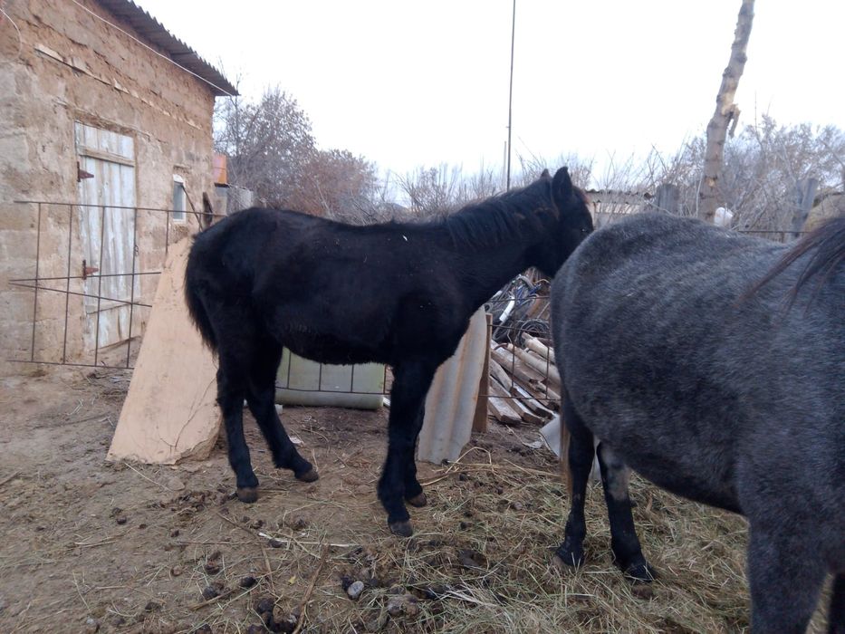 Продам жеребёнка (жеребчик)