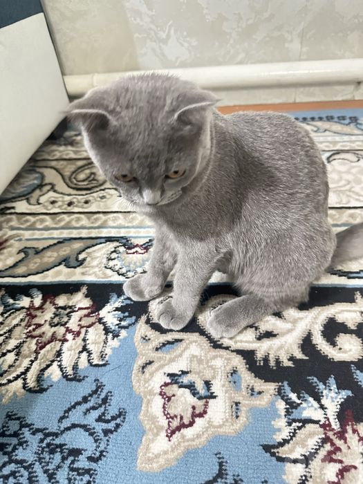 British shorthair