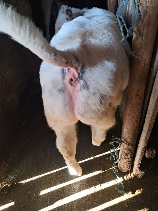 Vând vitel de carne!