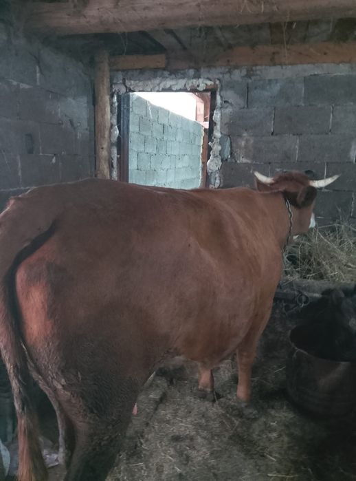 Vând  vaca fatata de 4 luni