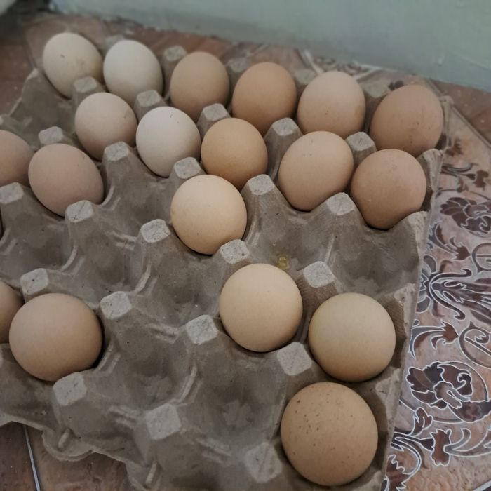 Мошный брамый палевая