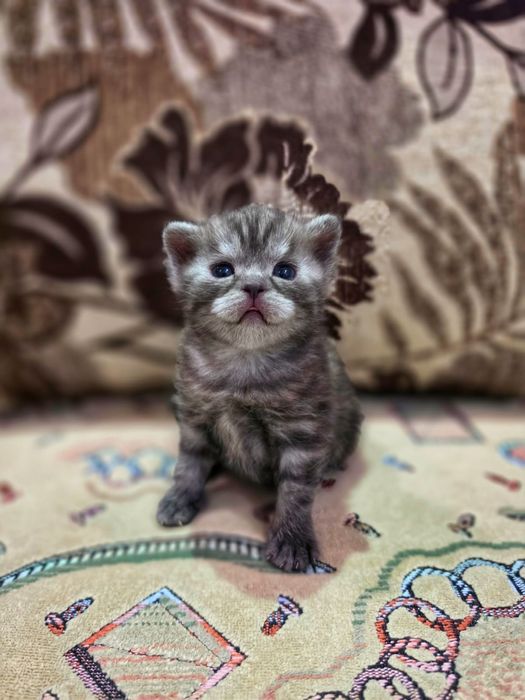 Продам котят скоттиш-страйт