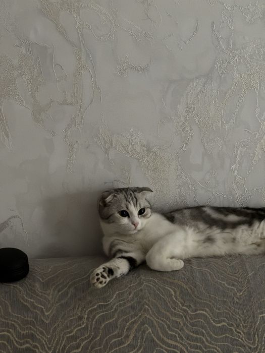 Продается шотландская вислоухая кошка