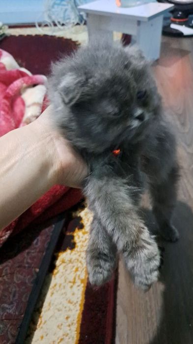 Mushuk sotiladi narxini kelishamiz