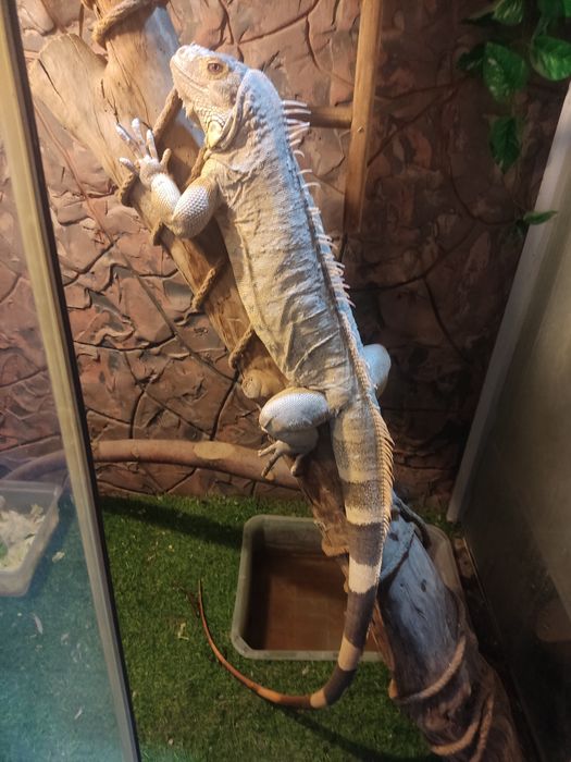 Продам красную Игуану.