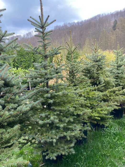 Amenajează-ți Grădina cu Plante Ornamentale