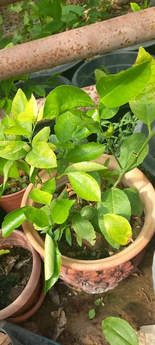 Лимон көшеттері сатылады  Мейр Ғ1.