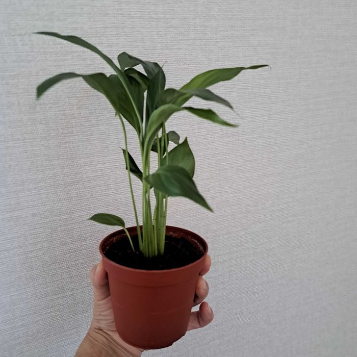 Спатифилиум женская счастье