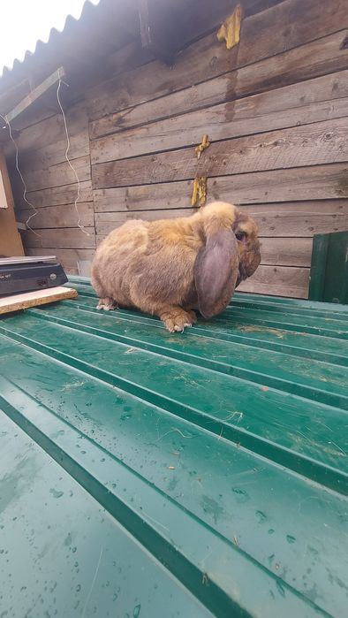 Кролики Породистые