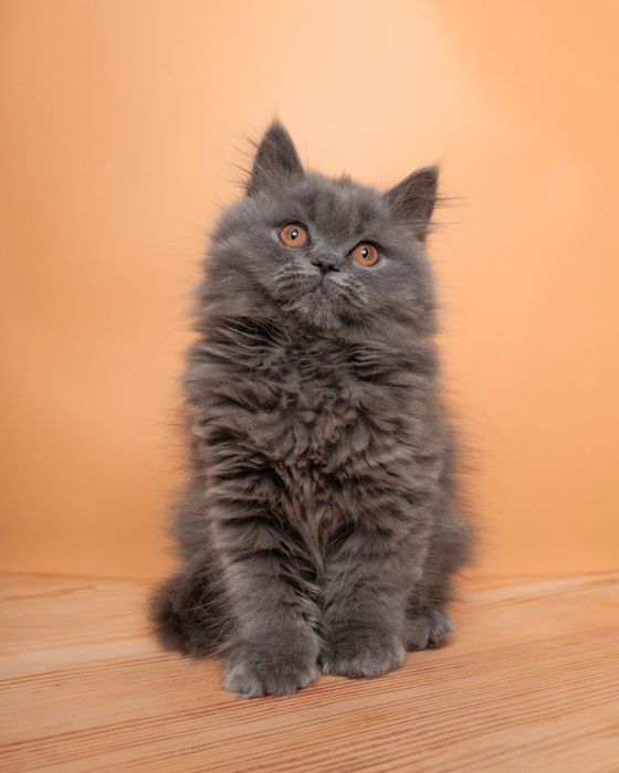Длиношерстный британский котенок