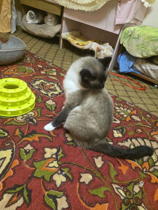 Очаровательный Барри к 10  месяцев