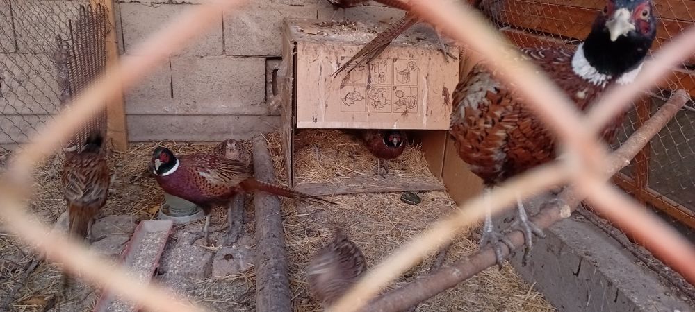 Фазан  қырғауыл қоразы  үиде өсірілген