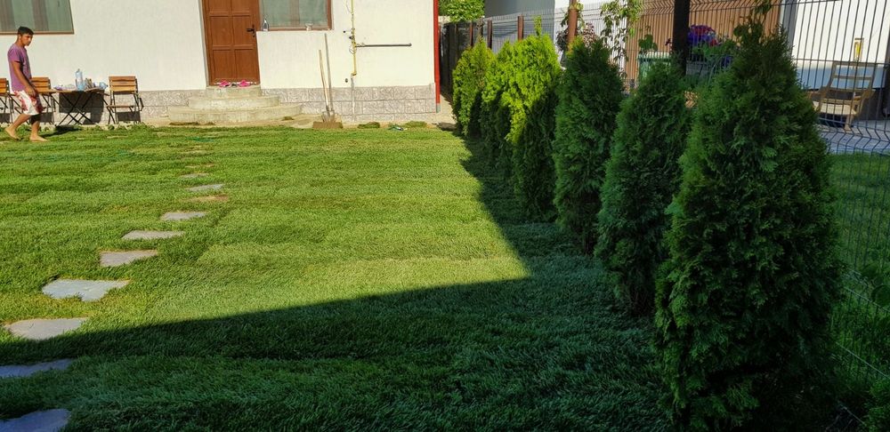 Fericirea la mp gazon tuia plante ptr gradina