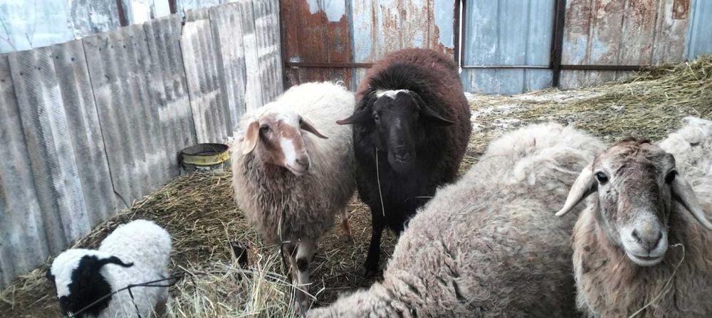 Крупный баран курдючный