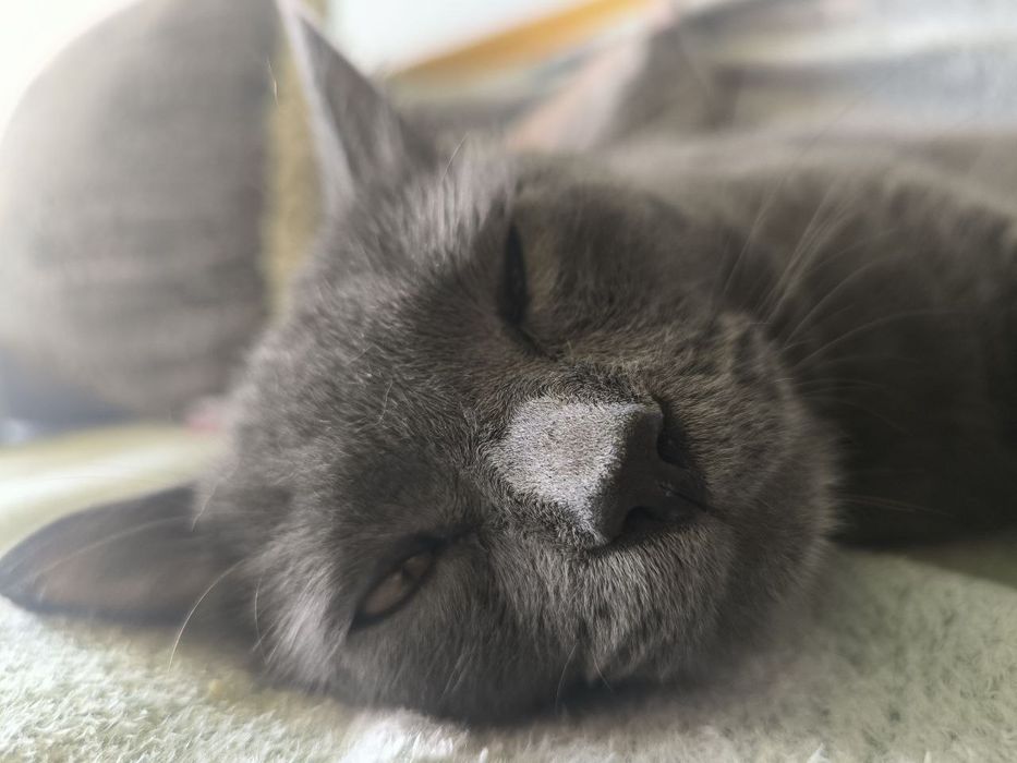 Отдадим кота в добрые руки