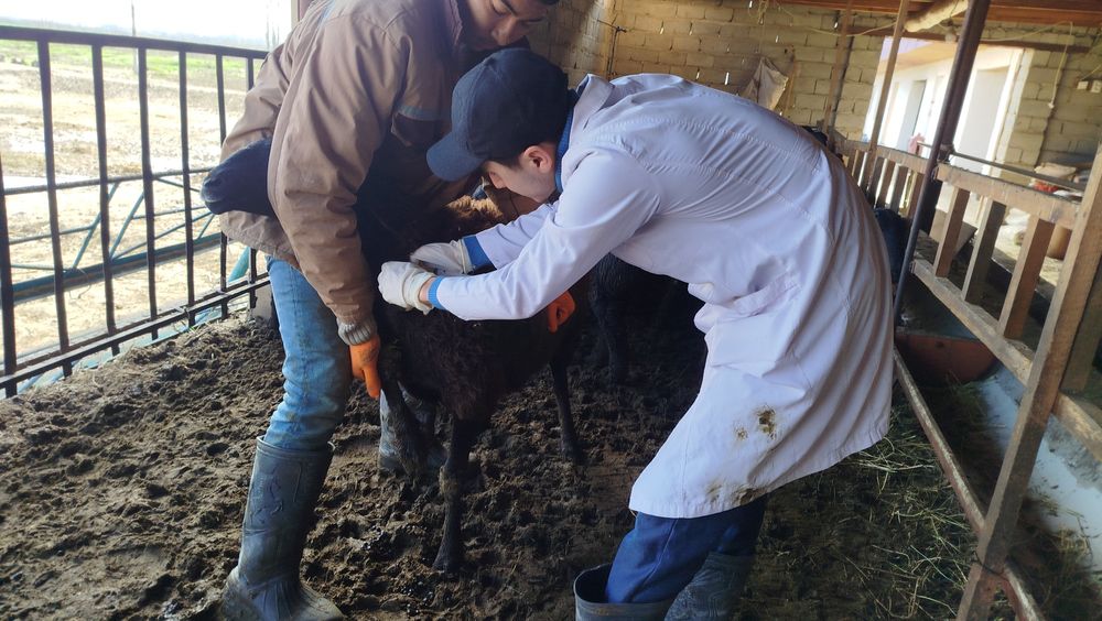 Veterinariya xizmati ветеринария хизмати Хадамоти ветеринарӣ