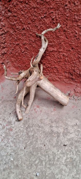 Коряги в аквариум