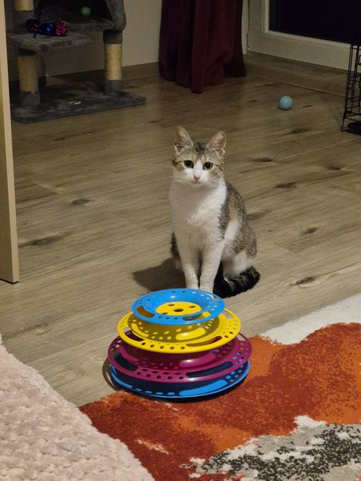 Mara pisica cauta familie