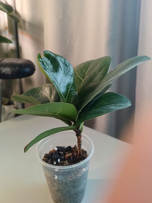 Фикус Лирата бомбино