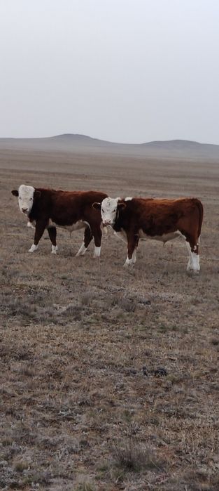 Ақбас еркек подсостар