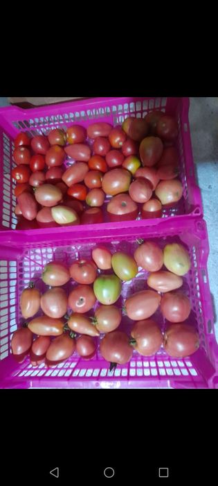 Продам домашние помидоры