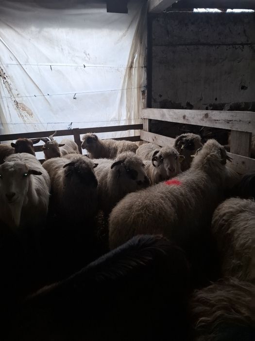 Vand  țapi castrați si 10 oi Leordeni Argeș