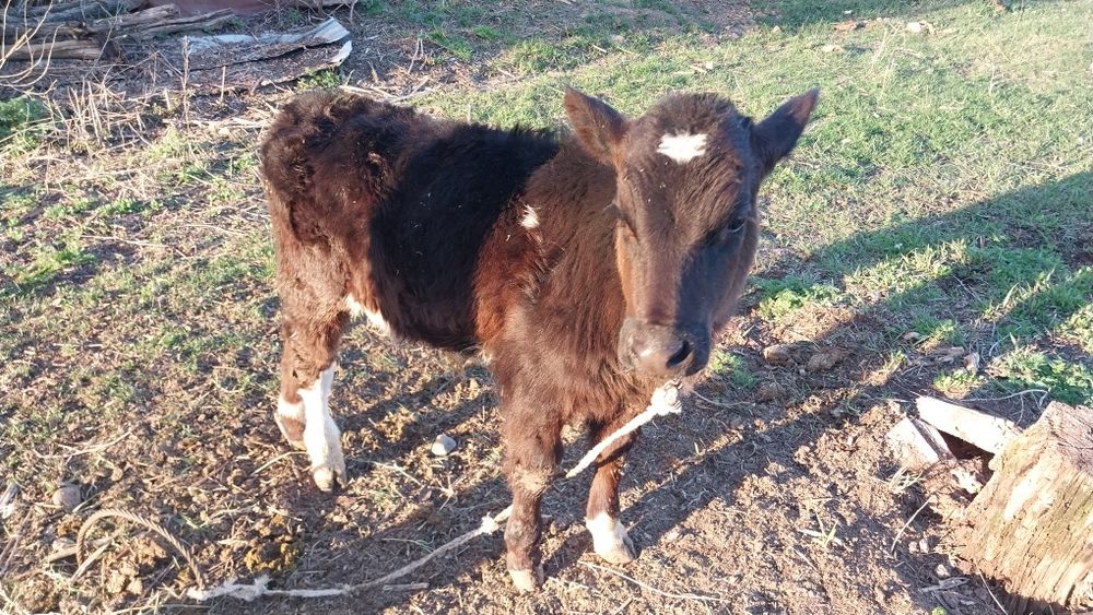 Сиыр, бұзуымен сатылады