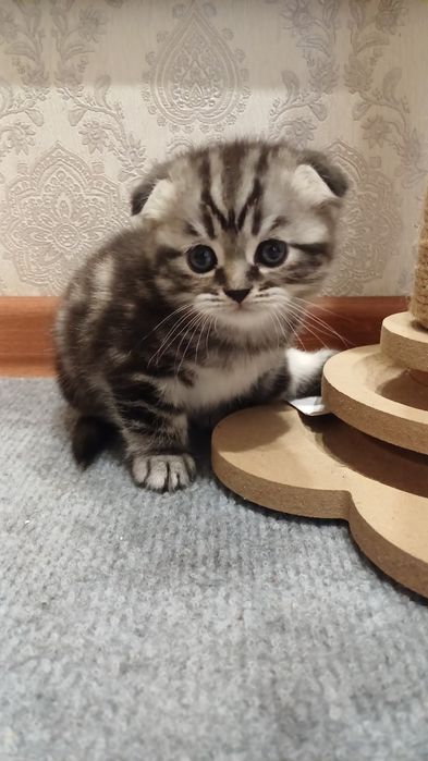 Продам котёнка вислоухого